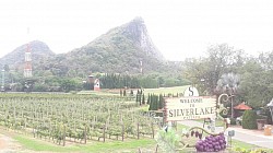 Silver Lake Vineyard