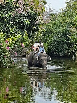 Pattaya Elephant Village